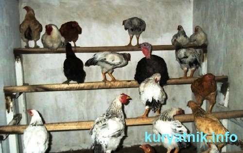 Подборка фото строительства курятников своими руками