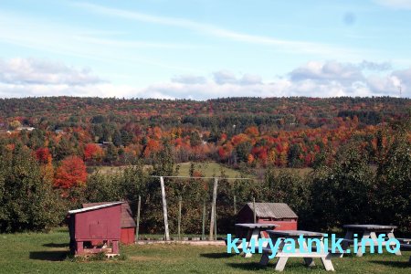 Фото летнего курятника