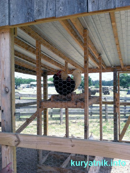 Фото летнего курятника
