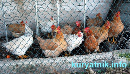 Фото летнего курятника