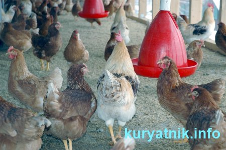 Фото летнего курятника