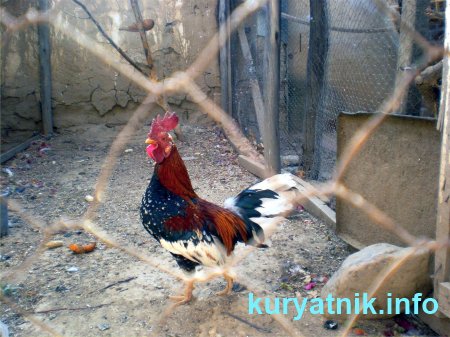 Фото летнего курятника