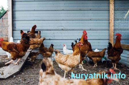 Фото лаза в курятник