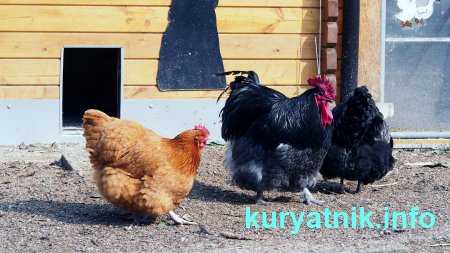 Фото лаза в курятник