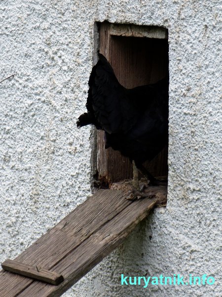 Фото лаза в курятник