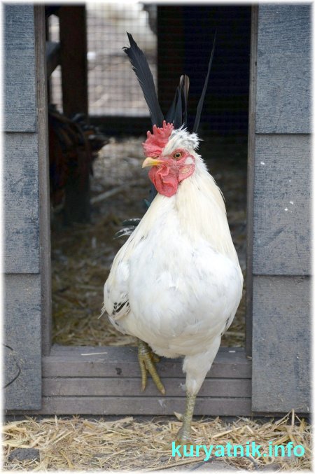 Фото лаза в курятник