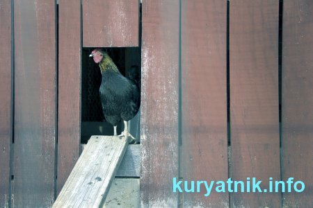 Фото лаза в курятник
