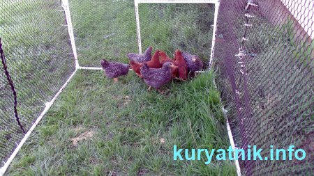 Фото выгул кур несушек из сетки рабица
