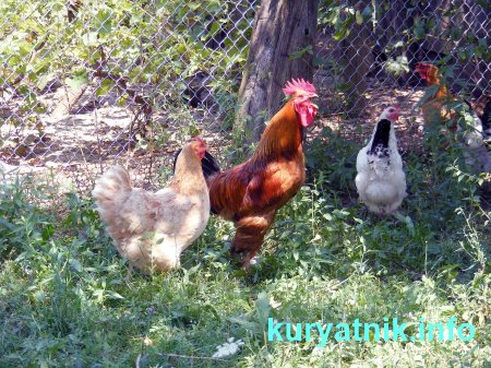 Фото выгул кур несушек из сетки рабица