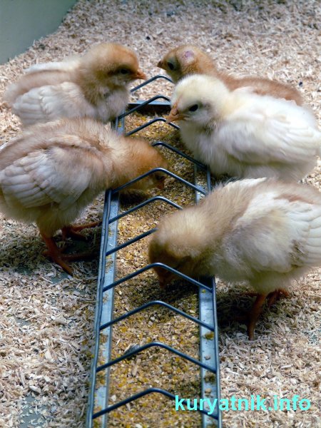 Фото кормушка для цыплят