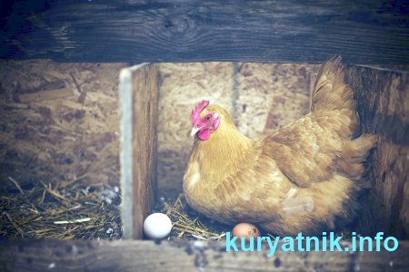 Фото гнезда из дсп для кур