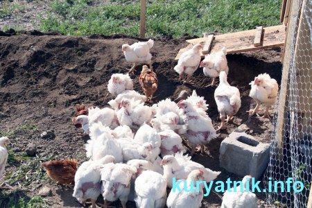 Свободный вход в курятник