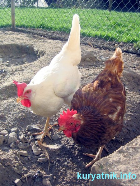 Свободный вход в курятник