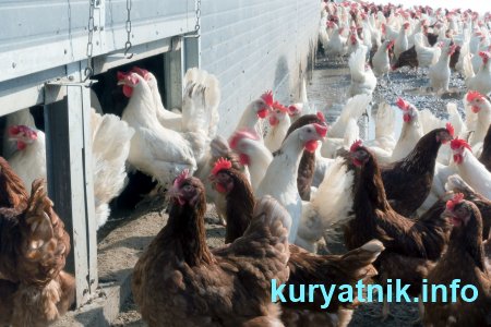 Свободный вход в курятник