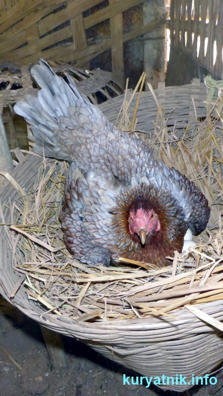 Фото гнезда для наседки