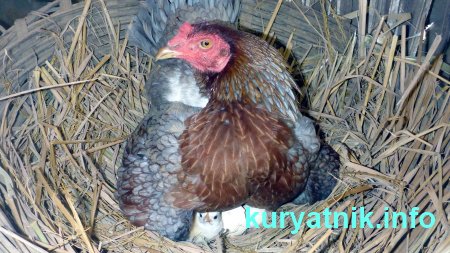 Фото гнезда для наседки