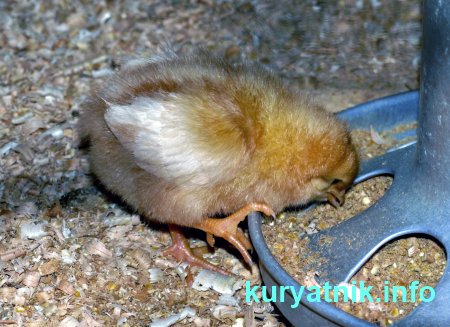 Фото поилка для цыплят