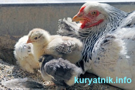 Фото наседки с цыплятами на выгуле