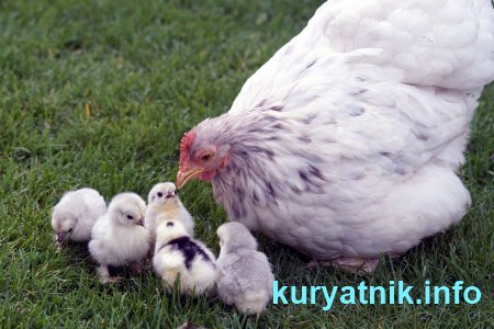 Фото наседки с цыплятами на выгуле
