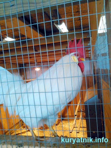 Фото курятник летний с выгулом