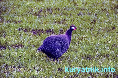 Курица цесарка фото