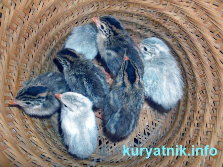 Курица цесарка фото