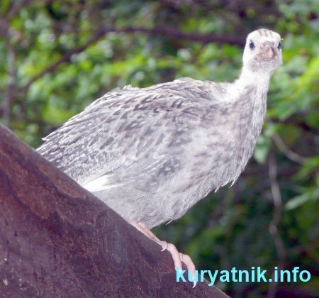 Курица цесарка фото