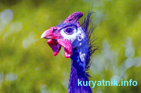 Курица цесарка фото