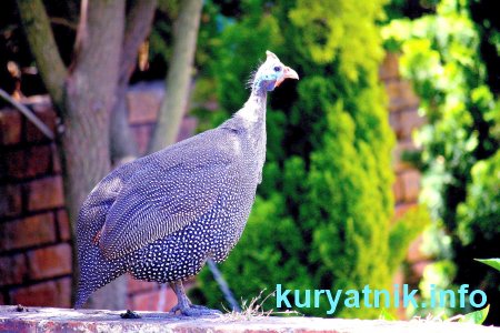 Курица цесарка фото