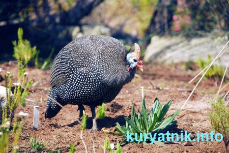 Курица цесарка фото