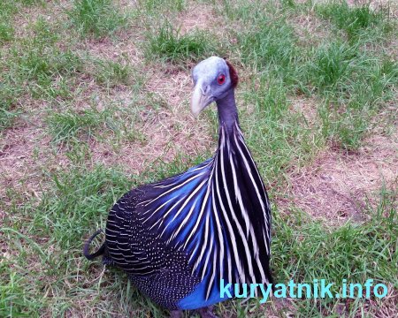 Курица цесарка фото