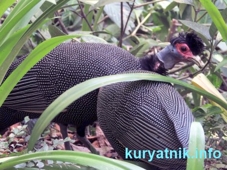 Курица цесарка фото