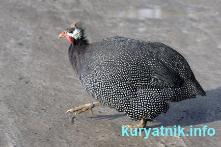 Курица цесарка фото