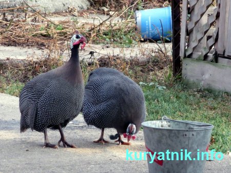 Курица цесарка фото