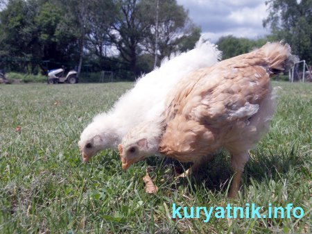 Разведение кур в домашних условиях