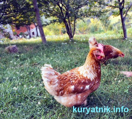 Разведение кур в домашних условиях