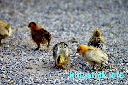 Разведение кур в домашних условиях