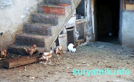 Разведение кур в домашних условиях