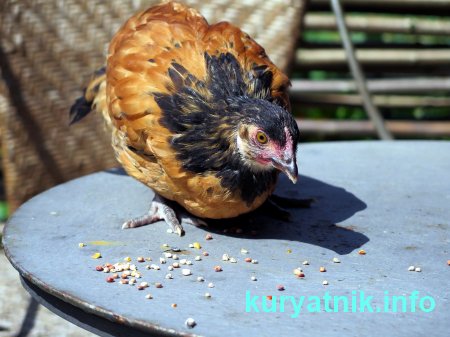 Разведение кур в домашних условиях