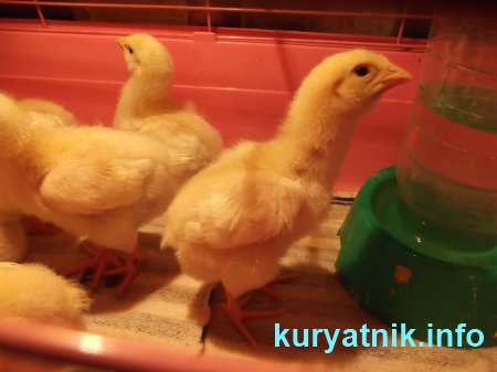 Фото Цыплята бройлеры