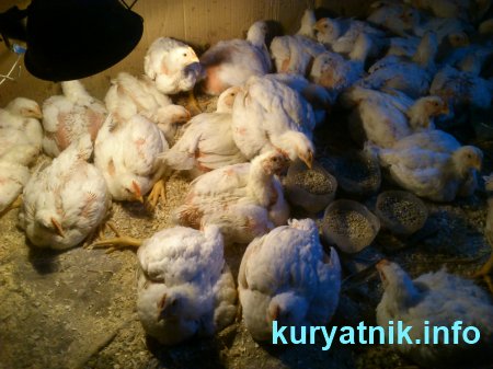 Фото Цыплята бройлеры