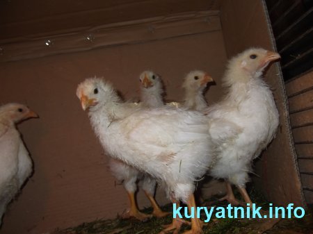 Фото Цыплята бройлеры