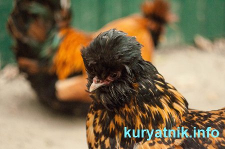 Голландские хохлатые куры фото