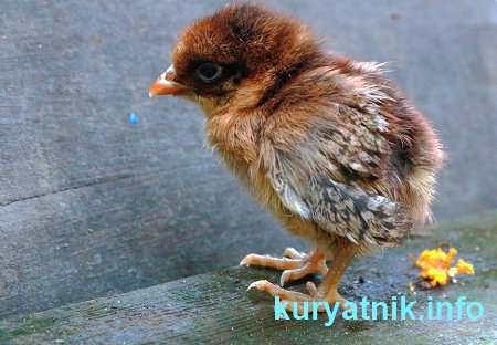 Выращивание цыплят в инкубаторе