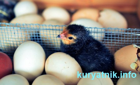 Выращивание цыплят в инкубаторе