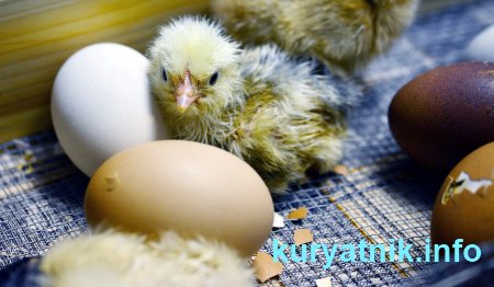 Выращивание цыплят в инкубаторе