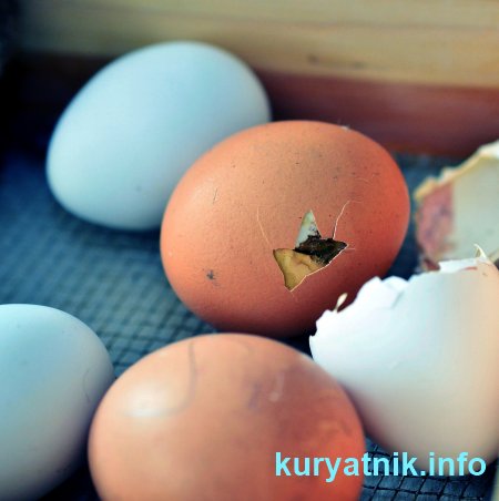 Выращивание цыплят в инкубаторе