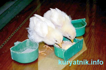 Выращивание цыплят в инкубаторе