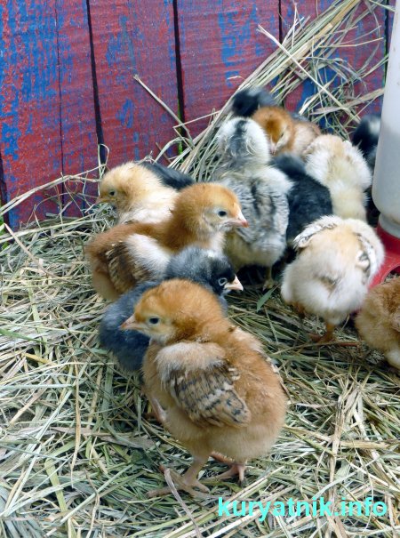 Подстилка в курятник