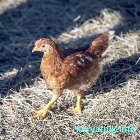 Подстилка в курятник